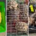Mizoram: Exotic animals seized in Champhai district, 3 Myanmar nationals held