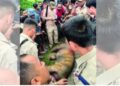 Royal Bengal Tiger hacked to death in Assam’s Golaghat, 3 arrested