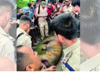 Royal Bengal Tiger hacked to death in Assam’s Golaghat, 3 arrested