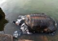 Tripura Govt, Turtle Survival Alliance launch scientific study on sacred turtle species