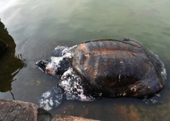 Tripura Govt, Turtle Survival Alliance launch scientific study on sacred turtle species