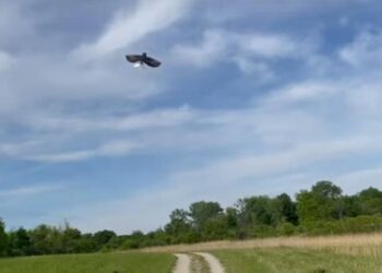 How palm-size drones are helping farmers make data-driven decisions