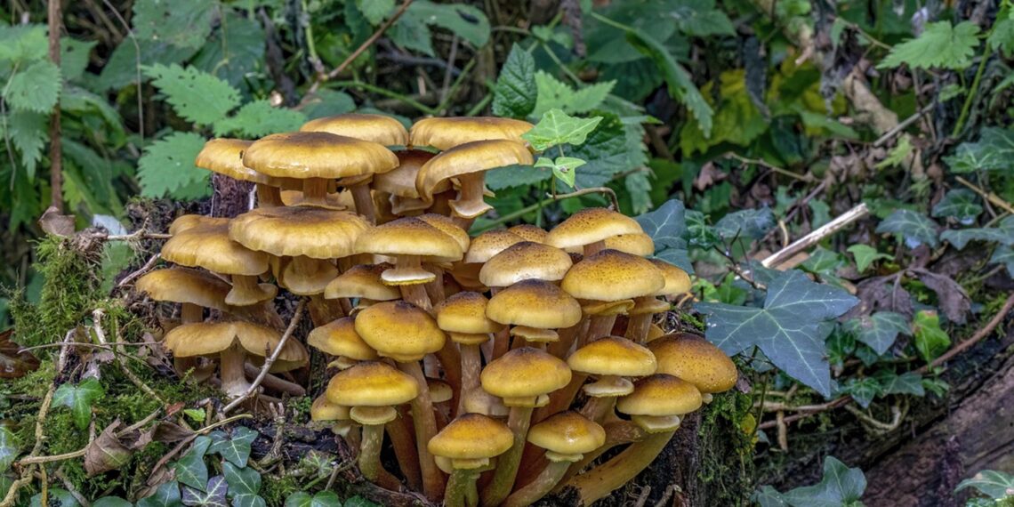 Representational image (pixabay)