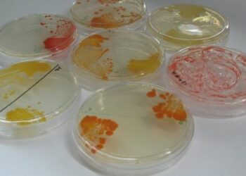 Scientists discover 26 new bacterial species in NASA cleanrooms