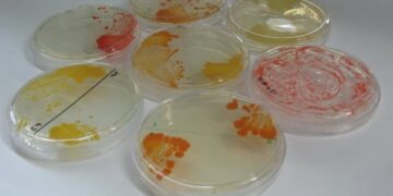 Scientists discover 26 new bacterial species in NASA cleanrooms