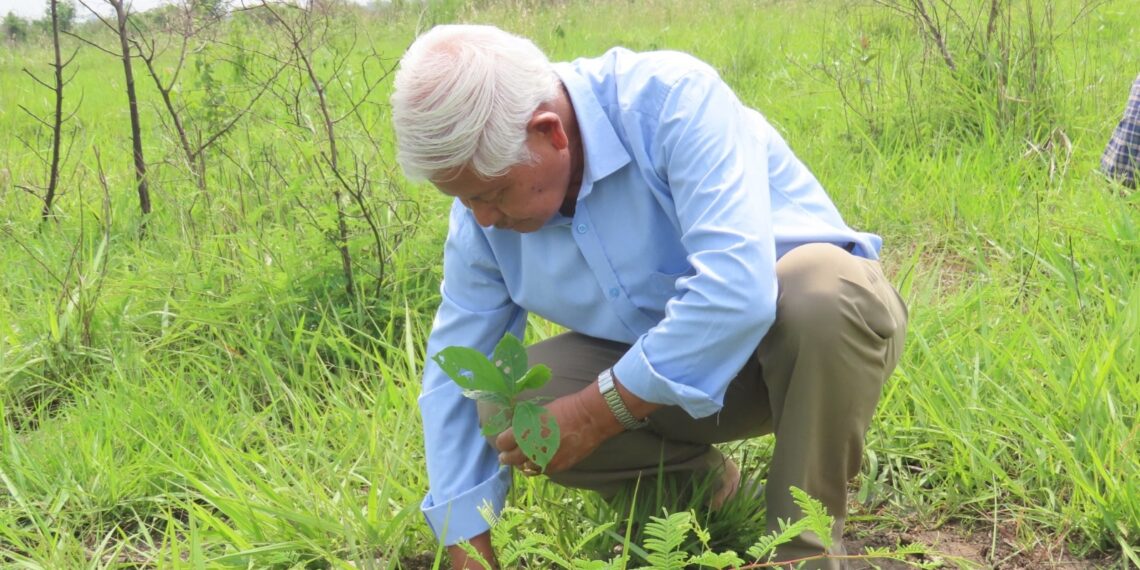 100 hectares, 1 lakh trees: Assam forest drive targets HEC mitigation