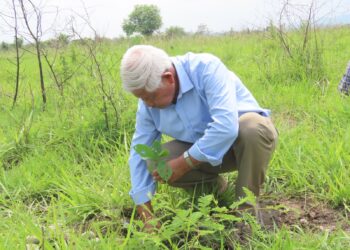 100 hectares, 1 lakh trees: Assam forest drive targets HEC mitigation