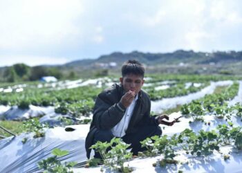 Strawberry Festival showcasing blend of agriculture, tourism & culture kicks off in Meghalaya