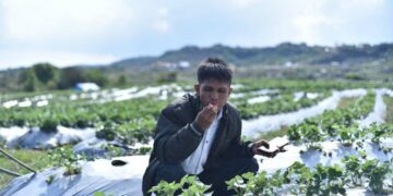 Strawberry Festival showcasing blend of agriculture, tourism & culture kicks off in Meghalaya