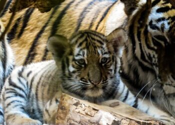 Representational image (pixabay)