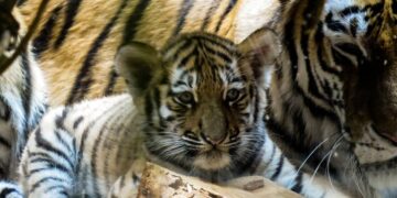 Representational image (pixabay)