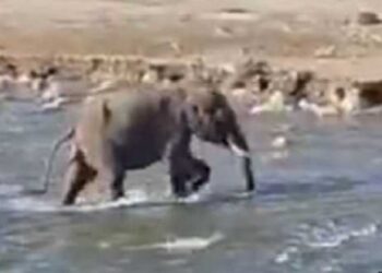 Lightning strike kills four-year-old elephant calf in Tripura’s Khowai