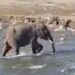 Lightning strike kills four-year-old elephant calf in Tripura’s Khowai