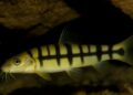 Gauhati University & Lady Keane College researchers discover unique cave-dwelling fish species in Meghalaya