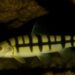 Gauhati University & Lady Keane College researchers discover unique cave-dwelling fish species in Meghalaya
