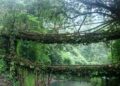 Meghalaya govt misses UNESCO deadline to submit nomination dossier for living root bridges