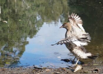 How birds are taking a hit from microplastics contamination