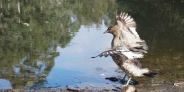 How birds are taking a hit from microplastics contamination