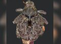 New sword-spined Weevil ‘Spathaspina noohi’ discovered in Meghalaya