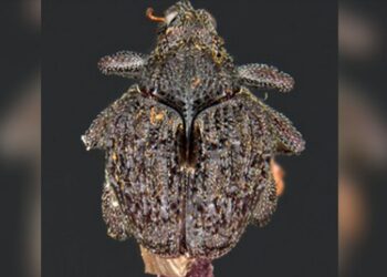 New sword-spined Weevil ‘Spathaspina noohi’ discovered in Meghalaya