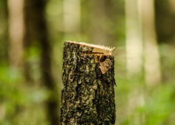 Representational image (pixabay)