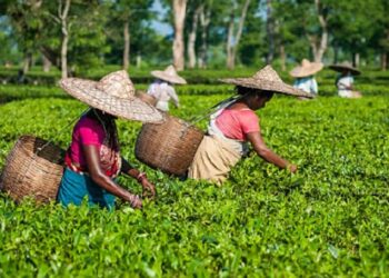Assam govt revises work hours for tea garden workers amid heatwave