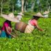 Assam govt revises work hours for tea garden workers amid heatwave