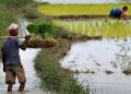 Assam’s Tamulpur district to host ‘Crop Insurance Week’ to educate farmers on compensation claims