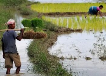 Assam’s Tamulpur district to host ‘Crop Insurance Week’ to educate farmers on compensation claims