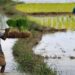 Assam’s Tamulpur district to host ‘Crop Insurance Week’ to educate farmers on compensation claims