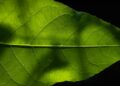 Artificial photosynthesis can power the clean energy transition