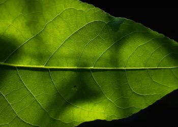 Artificial photosynthesis can power the clean energy transition