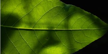 Artificial photosynthesis can power the clean energy transition