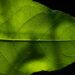 Artificial photosynthesis can power the clean energy transition