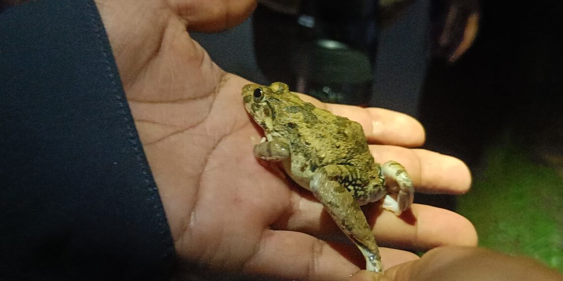 A common cricket frog