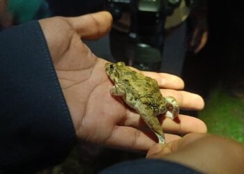 A common cricket frog