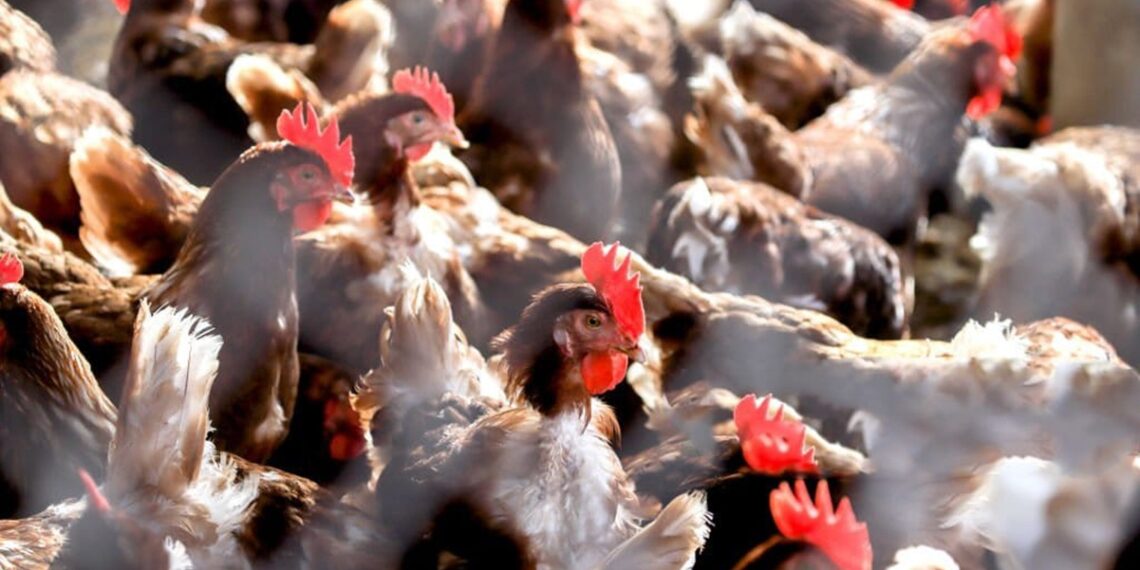 Representational image (pixabay)