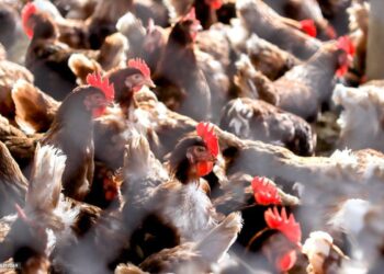 Representational image (pixabay)