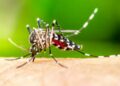 Japanese Encephalitis cases surge in Assam; 10 fatalities reported at GMCH in 2025
