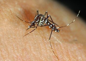 Nagaland on alert after Japanese Encephalitis cases rise to 9 in 2025