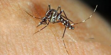 Nagaland on alert after Japanese Encephalitis cases rise to 9 in 2025