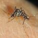 Nagaland on alert after Japanese Encephalitis cases rise to 9 in 2025
