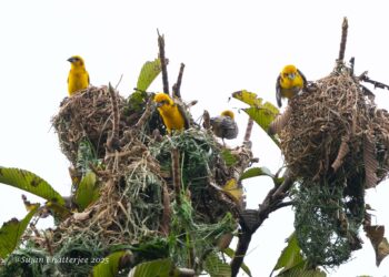 Assam: 43 grassland bird species recorded at first-ever grassland survey in Kaziranga National Park