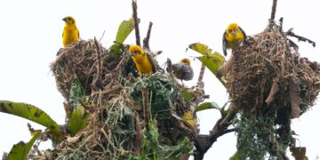 Assam: 43 grassland bird species recorded at first-ever grassland survey in Kaziranga National Park