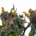 Assam: 43 grassland bird species recorded at first-ever grassland survey in Kaziranga National Park
