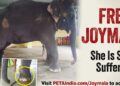 PETA India erects billboard in Guwahati urging Assam CM to rescue elephant ‘Joymala’