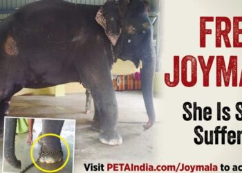 PETA India erects billboard in Guwahati urging Assam CM to rescue elephant ‘Joymala’