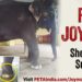PETA India erects billboard in Guwahati urging Assam CM to rescue elephant ‘Joymala’