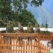 Spear Corps Commander reviews combat preparedness along India-China border in Arunachal
