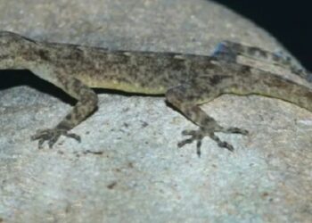 New species of day gecko discovered in Assam, named after Brahmaputra
